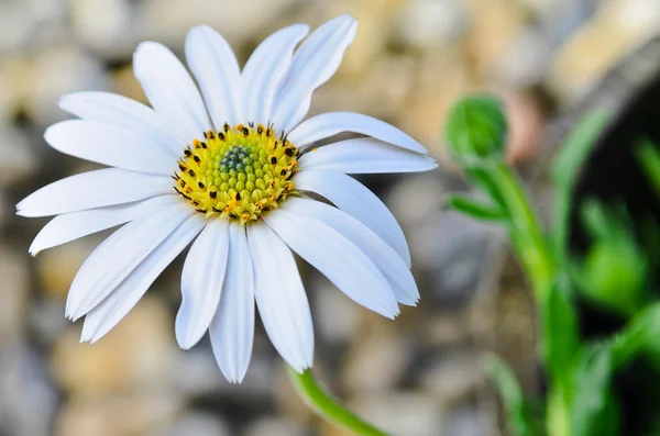 Osteospermum daisy flower — Stock Photo, Image