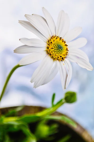 Osteospermum daisy flower — Stock Photo, Image