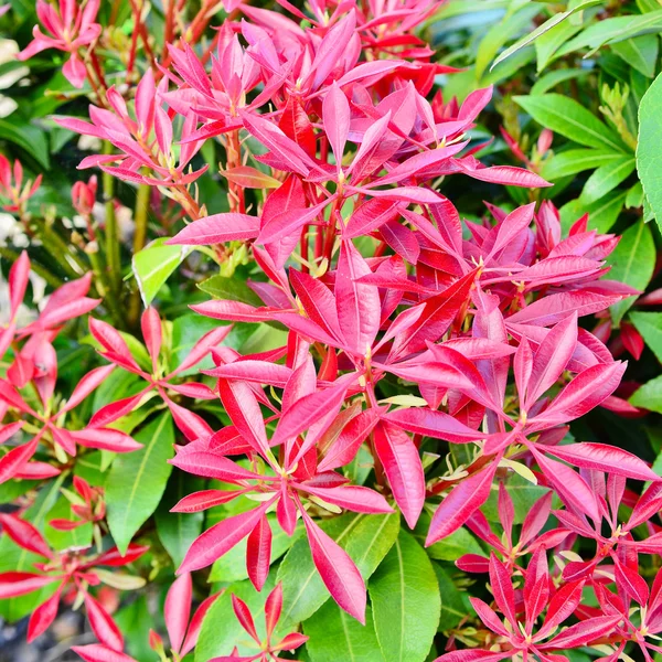 Fraser photinia, rode uiteinde — Stockfoto