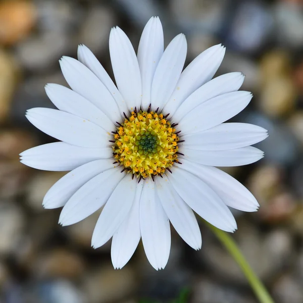 Osteospermum Daisy flor —  Fotos de Stock