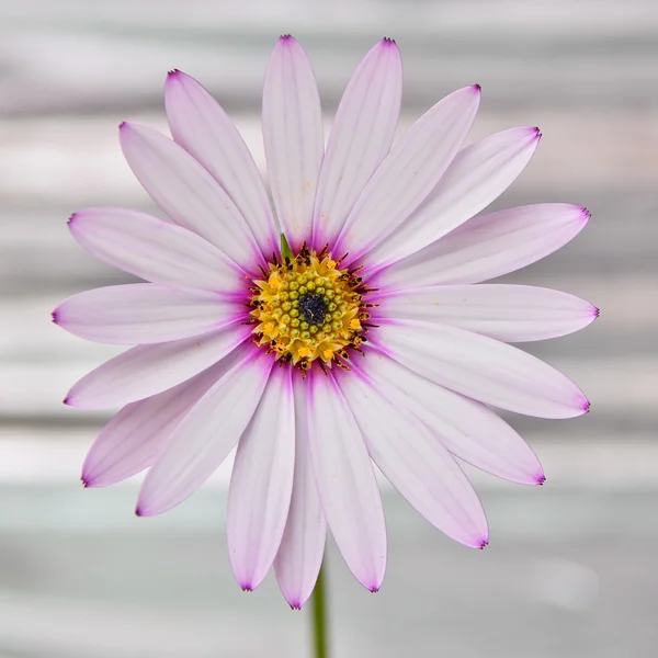 Osteospermum Daisy flower — Stock Photo, Image