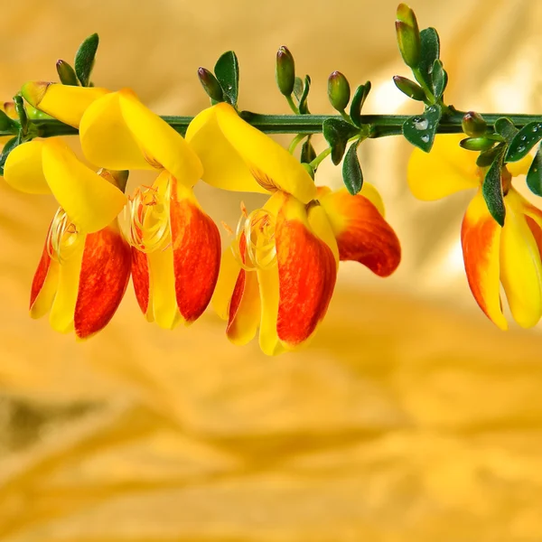 Schottische Ginsterblume Cytisus scoparius — Stockfoto