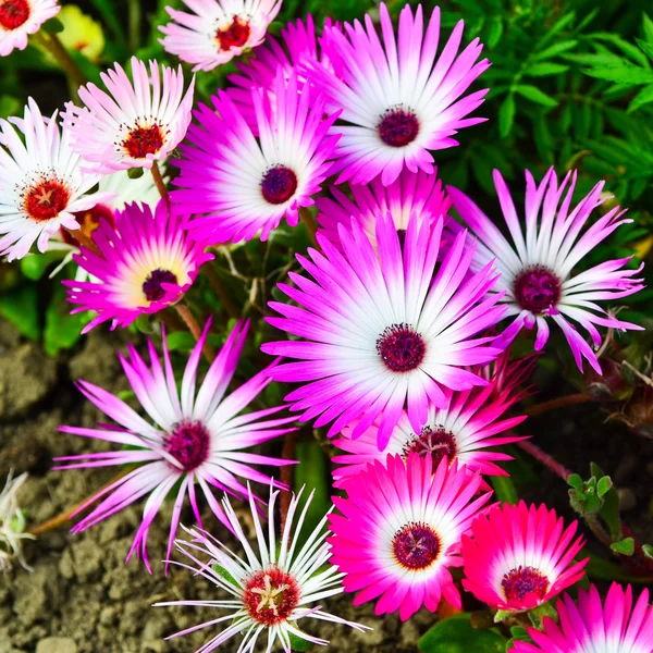 Mesembryanthemum — Stock Photo, Image