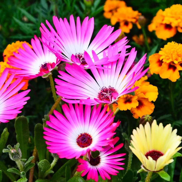 Mesembryanthemum — Stock Photo, Image