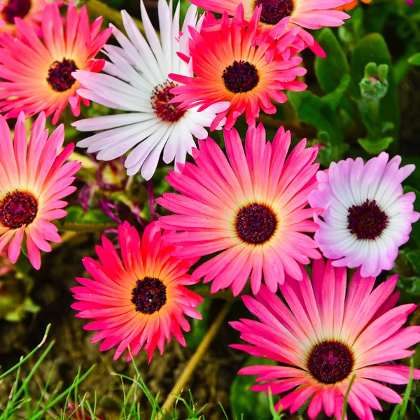 Mesembryanthemum — Stock Photo, Image