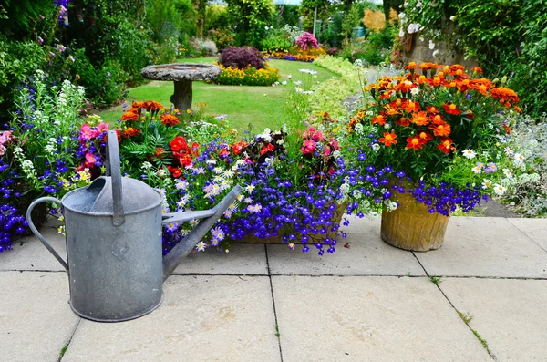 Flores de verano en el patio — Foto de Stock