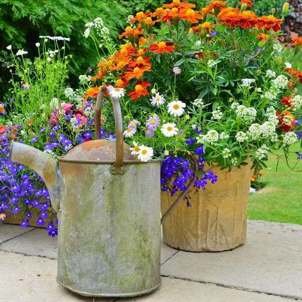 Summer flowers on the patio — Stock Photo, Image