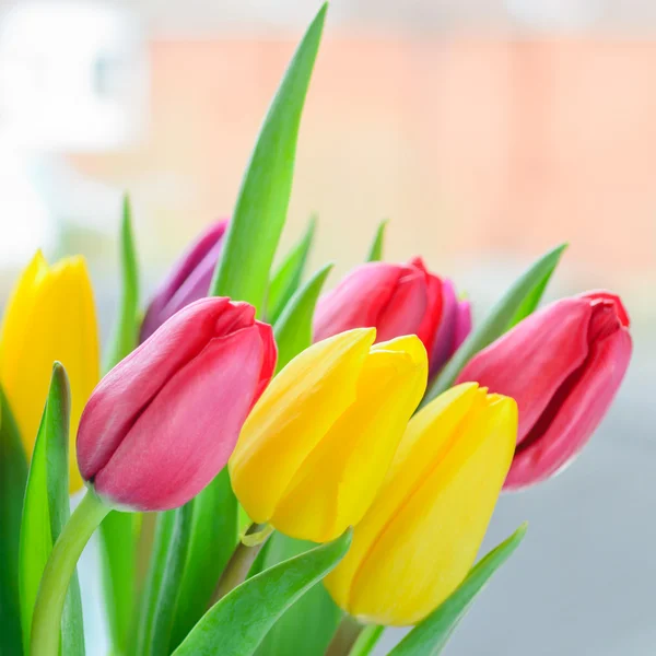 Tulp bloemen — Stockfoto