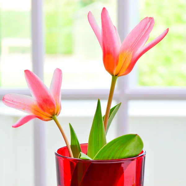 Beautiful Lily flowers — Stock Photo, Image