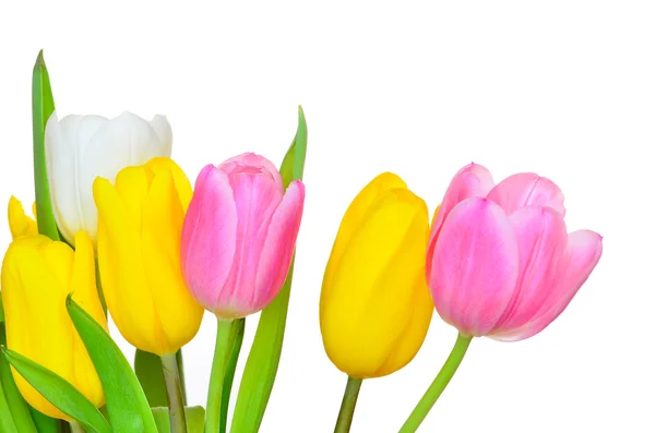 Kleurrijke tulpenbloemen — Stockfoto