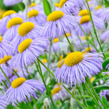 Echinacea, mor ve sarı koni çiçeği