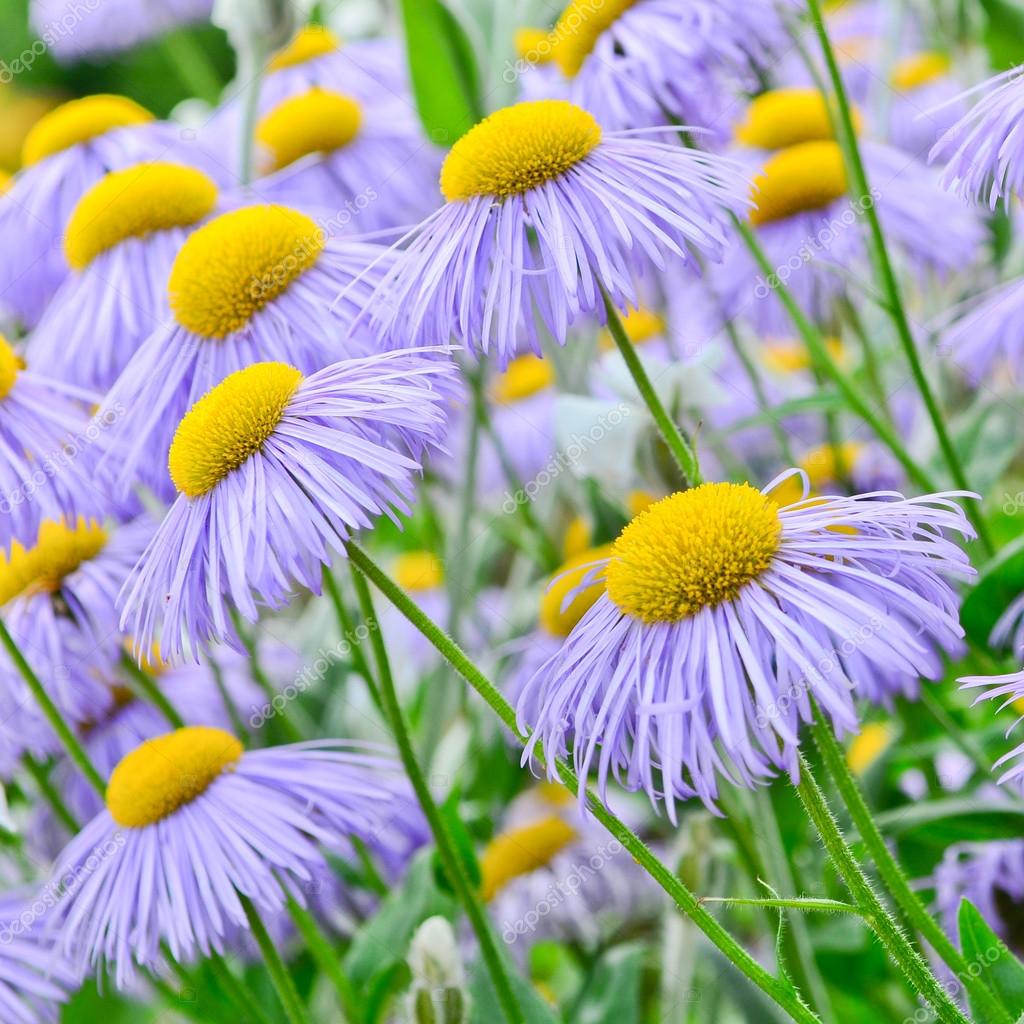 エキナセア 紫と黄色の円錐形の花 ストック写真 C Dambuster