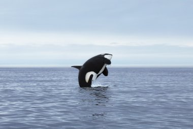 Orca ihlal