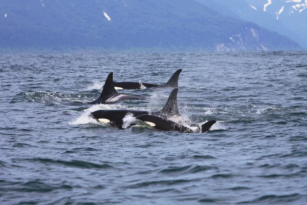 Orcas in freier Wildbahn — Stockfoto