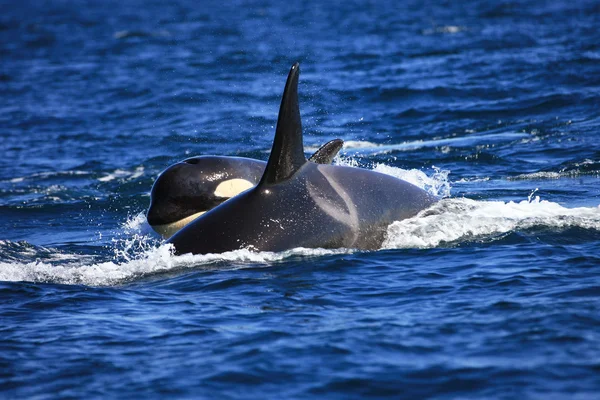 katil balina erkek ve bir buzağı