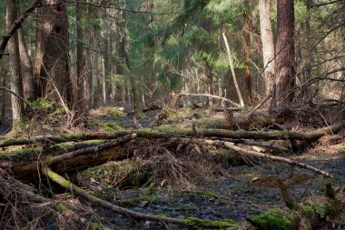 kırık çam ağaç gövdesi yalan