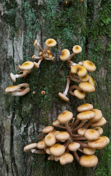 Кучка медовых грибов — стоковое фото
