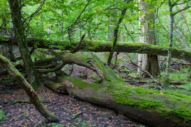 sabah sonbahar yaprak döken stand