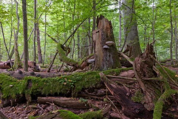 Gamla spruce trädet bruten liggande — Stockfoto