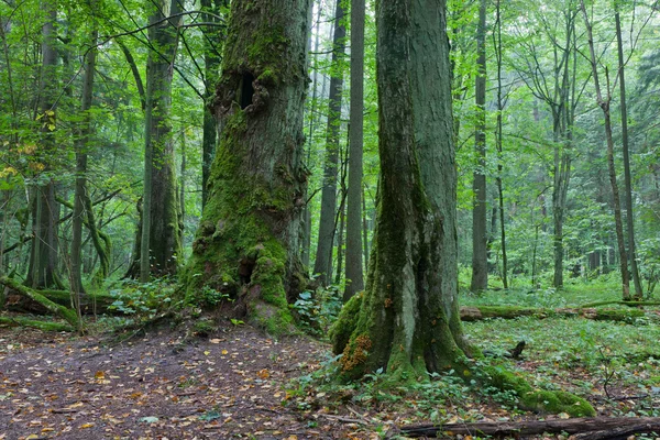 Vieux arbres enveloppés de mousse — Photo