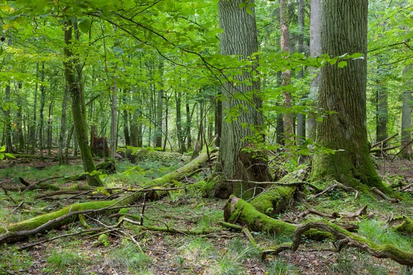 Drei riesige alte Eichen — Stockfoto