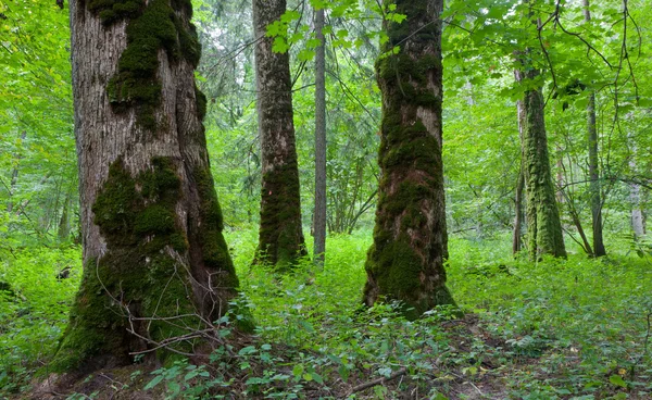 Three giant old maples