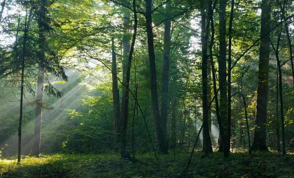 Sunbeam entering rich deciduous forest — Stock Photo, Image
