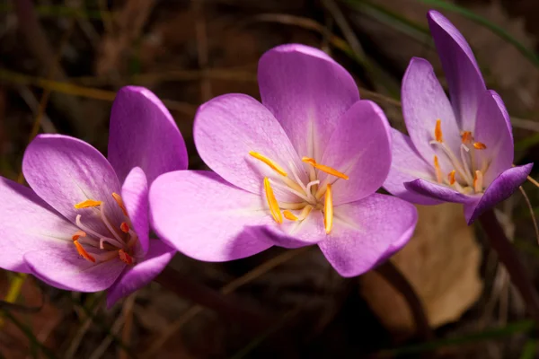 Sonbahar Crocus(Colchicum autumnale) portre
