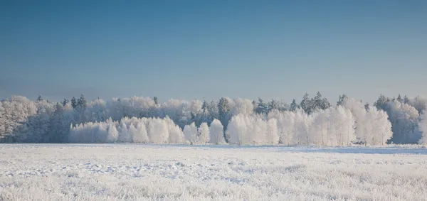 Snow covered field in sun and forest — Stock Photo, Image