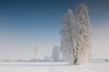 kış manzara ağaçlar karla kaplanır