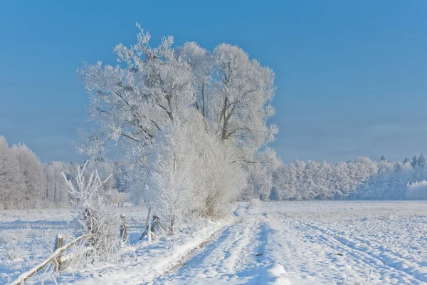 Paisagem de inverno com árvores neve envolta e estrada Paisagem de inverno com árvores neve envolta e estrada — Fotografia de Stock