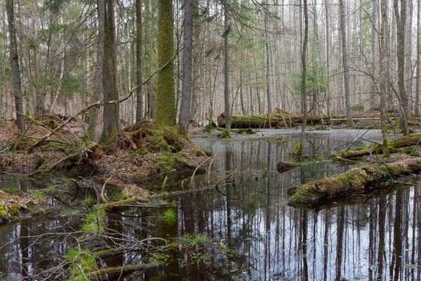 Lente NAT gemengd bos met stilstaand water — Stockfoto