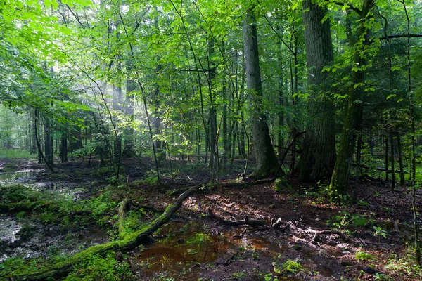 Mglisty liściaste stand rano — Zdjęcie stockowe