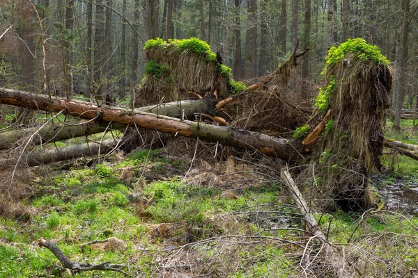 Wiosenny olcha torfowiska w lesie — Zdjęcie stockowe