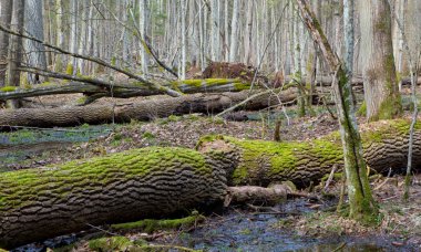 Baharda yatan ölü kül ağaç gövdeleri
