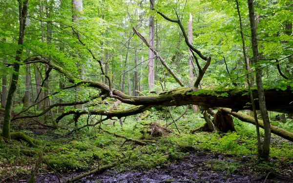Old oak tree broken lying in spring forest — Stock Photo, Image
