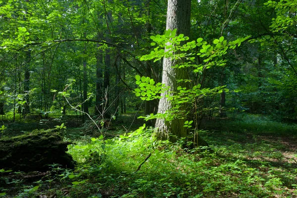 Peuplements mixtes d'été de la forêt de Bialowieza — Photo