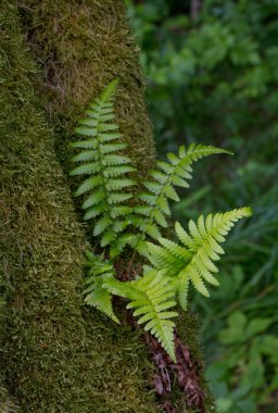 ağaç yosun sarılmış ve eğrelti