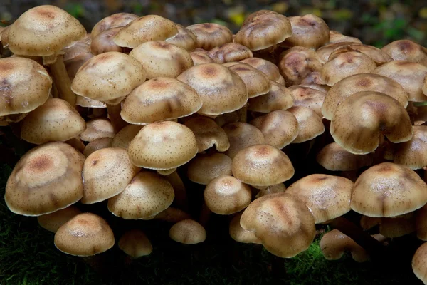 群的秋季蜜环菌 — 图库照片