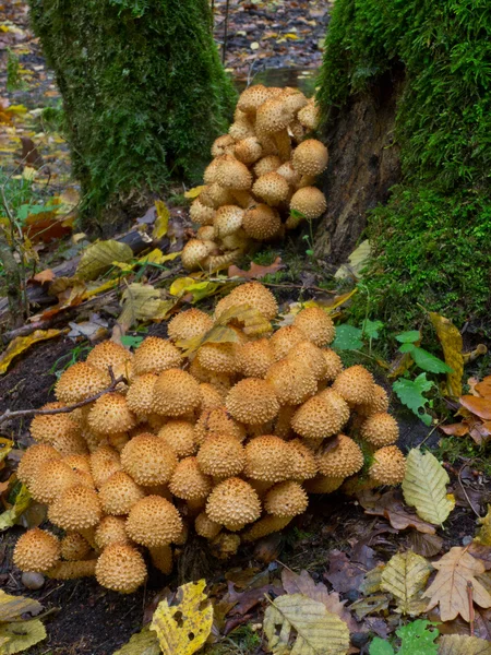 Kilka jesiennych Łuskwiak grzybów zbliżenie — Zdjęcie stockowe