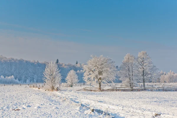 Paisagem de inverno com árvores neve envolta — Fotografia de Stock