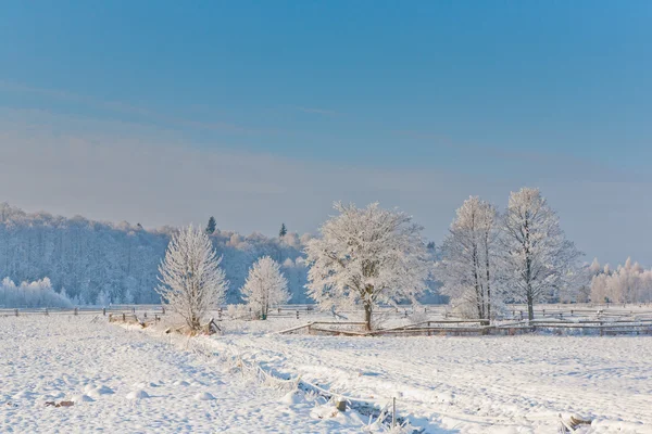 Paysage hivernal avec arbres enneigés — Photo