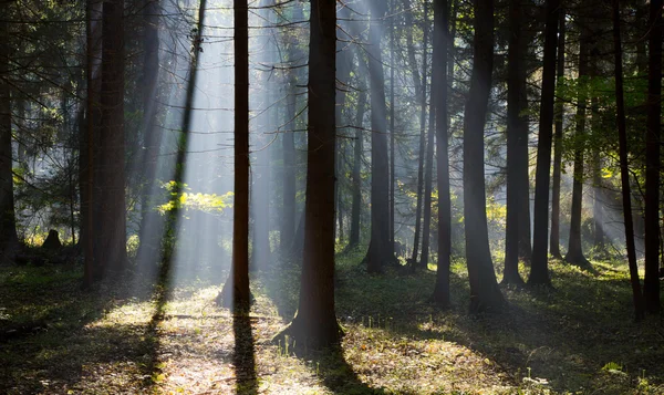 新光进入丰富的落叶森林 — 图库照片