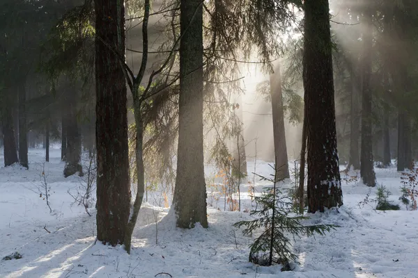 Winterlandschaft aus Nadelholz — Stockfoto
