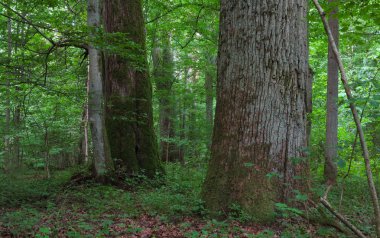 bialowieza orman anıtsal meşe ağaçları