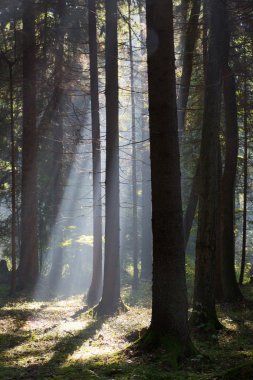 sunbeam zengin yaprak döken orman girme