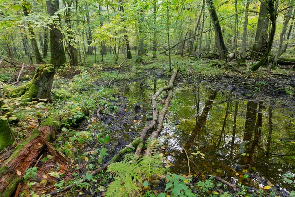 Vecchia quercia e acqua nella foresta autunnale Foto Stock