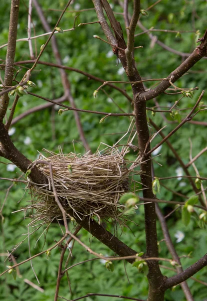 Övergivna tomma boet — Stockfoto