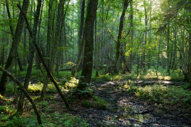 Yaz morining doğal yaprak döken standı