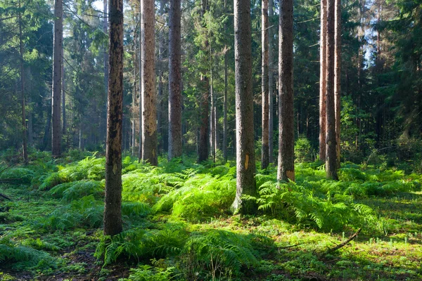 Autumnal morning in coniferous stand — Stock Photo, Image